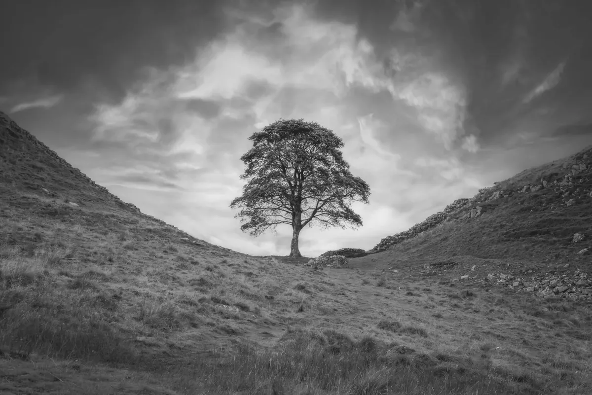 The Sycamore Gap tree under a stormy sky, in black and white